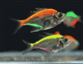 /album/importados-exoticos/peixe-vidro-color-gif/